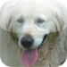 Dogs Wallpapers HD