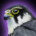 iBird Pro HD